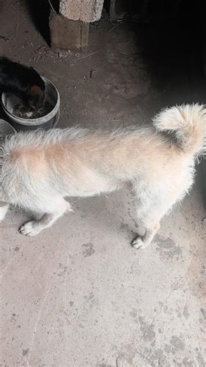喂饱出发捡辣条#实战猎犬