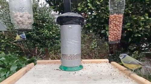 The Great Big Garden Birdwatch Live Stream