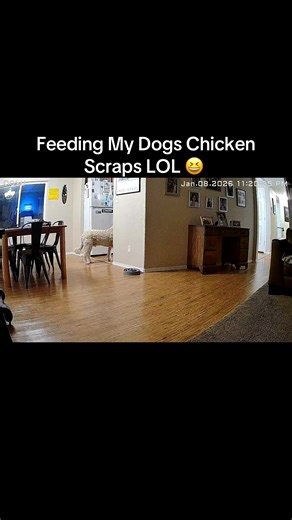 Had some gross chicken scraps from dinner. My Dogs LOVED them 😆