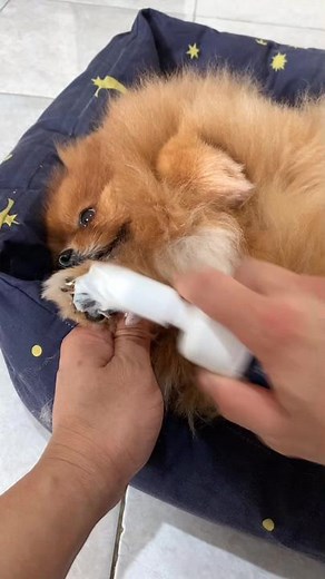 Pomeranian Grooming Tips: Keeping Your Dog Clean