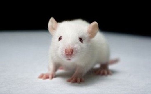 【动物实验伦理科普】科学发展与敬畏生命的平衡——动物实验伦理及实验动物福利保障