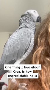 Climbs on my head just to do a pig snort 😂. #parrots#parrot#bird#animals#funny#bird#birds#africangrey#talkingbird | Cruztheafricangrey