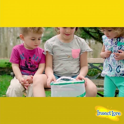 When to Release Insect Lore Painted Lady Butterflies Into Nature