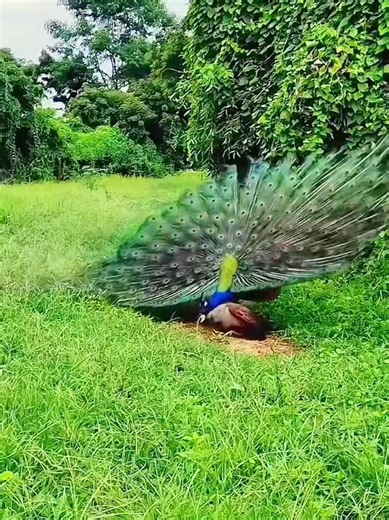 Incredible Sounds of the Animal Kingdom