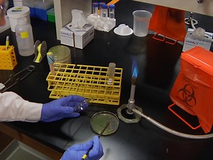 Preparation, Imaging, and Quantification of Bacterial Surface Motility Assays