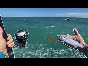 Mullet Run Sebastian Inlet Fishing!