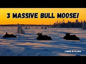 You Never Know What You'll See in Rural Alaska… Roadside Bull Moose! 🫎