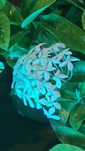 3 comments | Nature’s Palette: Where Colors Dance with Light  #FloralMagic #ColorfulGarden #LightAndNature #BotanicalBeauty #VibrantFlowers #GardenVibes #NatureLovers #PlantLife #RainbowGarden #PeacefulMoments | Blooming Nature Tales | Facebook