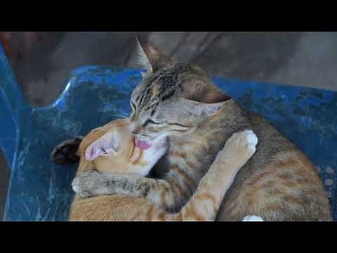 Two adorable cats cuddling and kissing.