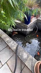 We came to this pond to find a leak and get it fixed! There was only a foot of water when we arrived, indicating the leak was low down, so we kept the water that was left and filled the rest up with fresh( tapsafe added) luckily we managed to find a couple and get them patched so it was ready to go again and looking good for the customer and her fish! | Tisbury's Aquatic Centre