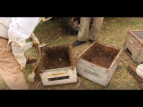 How to Raise Queen Bees!