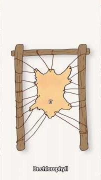 how to make leather if WW III destroys everything #animation #knowlodge #survival