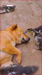 Nap Interrupted: Duck Edition 🐶🦆 | Paw My Gosh