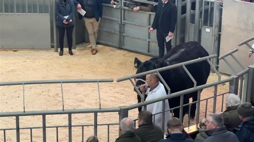 Lot 76 Drumhill Explosive Force sold for 26,000gns (Reserve Intermediate Champion) from Mr Jonathan & Mrs Lisa Doyle Stirling Monday 2nd February 2026 | Aberdeen-Angus Cattle Society