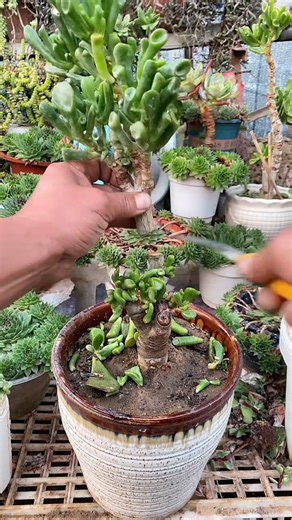 5.3M views · 73K reactions | Useful tips for your succulents 華 | Succulents | Facebook