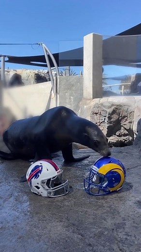 14K views · 21 reactions | Harpo the sea lion: football analyst 玲 (via @NFL) | NFL on Prime | Facebook