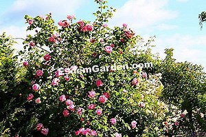 Arkusz upraw: Krzew róży „Constance Spry” 🌿 Wszystko O Ogrodnictwie I Projektowania Ogrodów - 2025