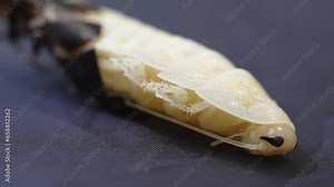 The molting process of the Madagascar cockroach.