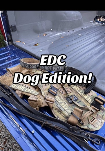 Essential Gear for Dog Owners