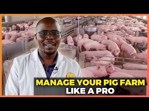 How to Start and Grow Your Pig Farm || Pig Management Practices