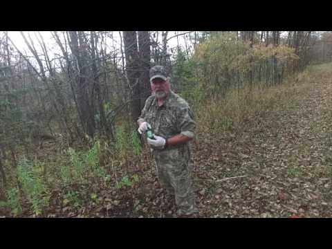 How to make a mock scrape for whitetail deer hunting.