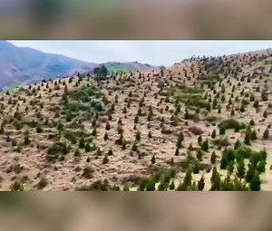 Prime Minister Imran Khan said on Sunday that the billion tree campaign was yielding incredible results as he posted a short video of the 'barren hills in Swat turning green'. "Matta in Swat - Barren hills turning green. Incredible results from our Billion Tree Tsunami campaign in Khyber Pukhtunkhwa," the premier said on Twitter "InshaAllah we will leave a clean and green Pakistan for future generations," he added. On June 27, the premier urged the nation to gear up for "the biggest tree plantin