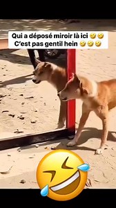 1.6M views · 33K reactions | https://vm.tiktok.com/ZNdrFmnUF/ Le chien est étonné de se voir dans une miroir | Schneider le pro officiel | Facebook