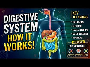 Human Digestive System Explained in Minutes 🤯 | Complete Process