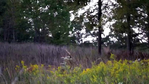 Elk & Bison Prairie Wildlife