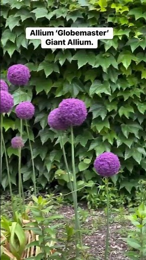 Giant Allium | Allium ‘Globemaster’ #garden #plants #flowers #fyp