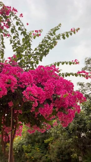 531K views · 11K reactions | Como clonar primavera e ter muitas flores no seu quintal | Willian Vinícius | Facebook