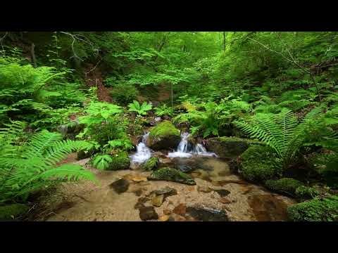 Calming Nature Sounds, Beautiful Birdsong, Stream Sounds