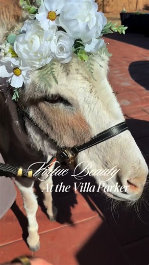 Virtue Beauty Co|CleanFaith-InspiredBeauty on Instagram: "Bridal entered its Virtue era today 🤍 Today at The Villa at Parker, Virtue Beauty officially stepped into the bridal space alongside the incredibly talented @amazinartistry and it felt so aligned. We spent the day talking wedding color palettes, letting brides try on makeup that truly feels like them, and planning beauty that photographs beautifully and wears effortlessly from vows to last dance. And then the donkeys. Yes, the donkeys ca