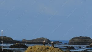 Two Great American Bald Eagles Fishing Along the Coast Stock Video