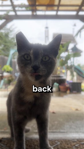 The Great Escape #cats #viral #fyppp | cats