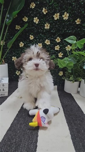 Petland Racine on Instagram: "Meet our Lhasa Apso x Bichon, Havanese & Shih Tzu puppies. They're curious, silly, full of love and ready for extra belly rubs! #racine #racinewi #racinewisconsin #mke #mkeexplore #mkehome #mkemycity #havanese #lhasaapso #shihtzu"