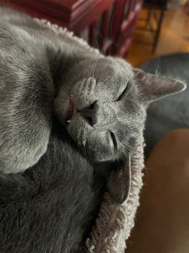 i also wanna get better at public (ish) speaking and formulating more organized arguments #fyp #foryou #videoessay #essay