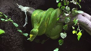 Green Snake Emerald Tree Boa Corallus Stock Footage Video (100% Royalty-free) 21054724 | Shutterstock