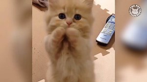 76K views · 1.7K reactions | 31 Funny Kittens | Cat Video Compilation 2017 OMG. SO MANY KITTENS. | Cat & Kitten | Facebook