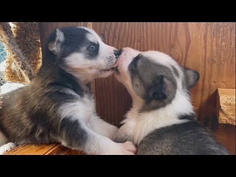 Siberian Husky Puppies Playing Crying & Snuggling//Puppies Kissing//Husky Puppies Cute & Funny Video