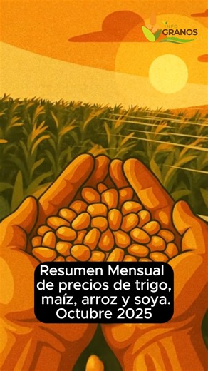 Info Granos on Instagram: "📈 Este es el resumen mensual del trigo, maíz, arroz y soya en la bolsa de valores. Los precios internacionales marcan el ritmo de nuestro mercado nacional, y entenderlo es clave para todos los que vivimos del campo. No somos comercializadores — somos un medio informativo que busca crear conciencia y transparencia en el mercado de granos. Queremos informarte para que entiendas mejor el porqué de los precios que ves en tu región. 💬 Cuéntanos qué opinas de las tendencia