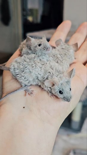 7.9K reactions · 708 shares | Blue burmese splashed texel 殺 | Pepko Hodowla Myszy Rasowych | Facebook