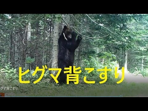 ヒグマ 背こすり ダンス マーキング オスグマ