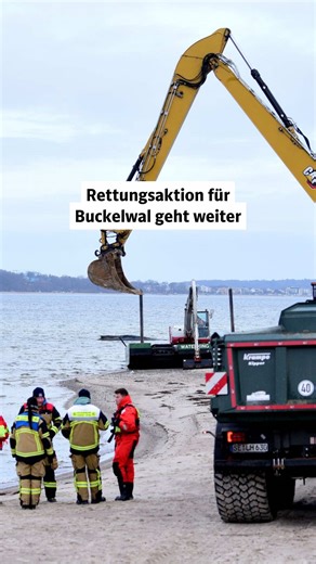 Die Rettung des vor Timmendorfer Strand festsitzenden Buckelwals läuft auf Hochtouren: Mehrere Bagger haben bereits eine Rinne vom Strand aus geschaffen, jetzt arbeitet ein schwimmender Schaufelbagger direkt am Tier. Die Schaufel ist dabei nur noch etwa einen Meter vom Wal entfernt. Parallel steht Biologe Robert Marc Lehmann im Wasser und koordiniert die Arbeiten. Auch ein Taucher soll helfen, den Meeressäuger ins offene Wasser zu bringen. Laut Bürgermeister Sven Partheil-Böhnke sind die Maßnahm