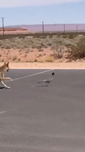 12K views · 503 reactions | Road Runner in real life..  | Fifty Shades Of Age | Facebook