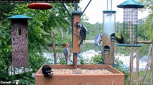 18K views · 781 reactions | Watch two of the most common woodpeckers in Sapsucker Woods face off over the suet feeder at the Cornell Lab of Ornithology. The Hairy Woodpecker cedes its side of the suet cage to a Red-bellied Woodpecker. After a short squabble, the birds decide that foraging at opposite sides of the feeder is acceptable. See who's stopping by LIVE at AllAboutBirds.org/CornellFeeders | Bird Cams | Facebook