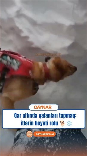 Qar altında qalanları tapmaq: itlərin həyati rolu 🐕❄️