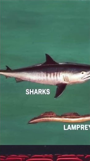 What types of Fish are there? #shorts #fish