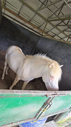 ini kuda poni albino #trendingshorts
