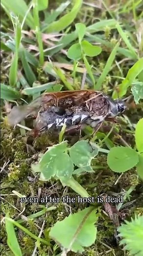 Zombie Insect? This Dead Bug is Still Walking!